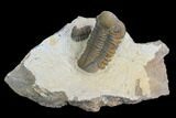 Reedops Trilobite - Foum Zguid, Morocco #125278-1
